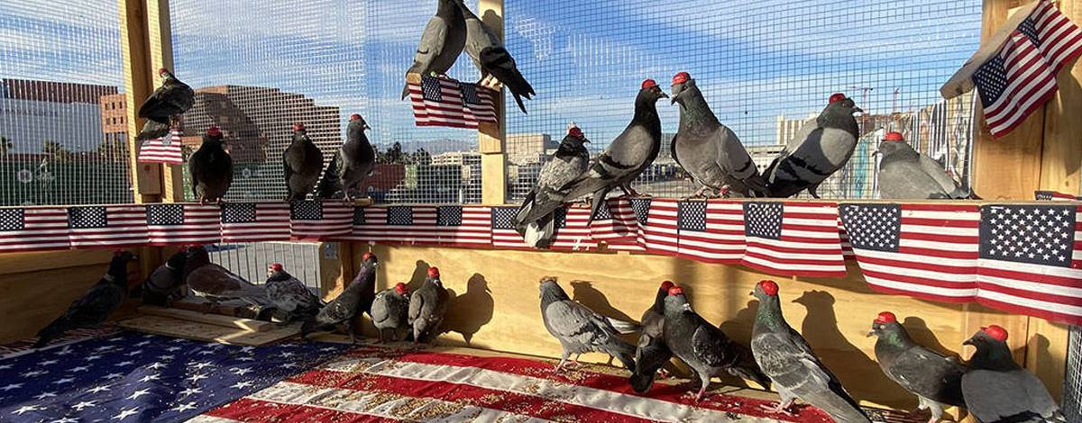 Pigeons United To Interfere Now