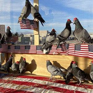 Pigeons United To Interfere Now