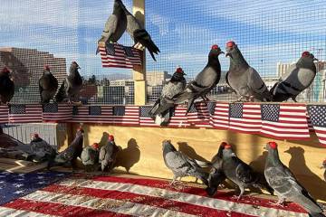 Pigeons United To Interfere Now